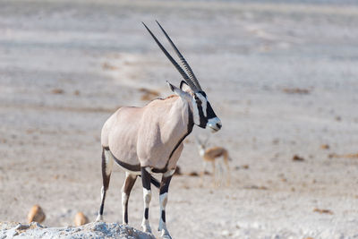 Oryx standing on field