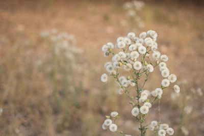 Close-up of white flowering plant