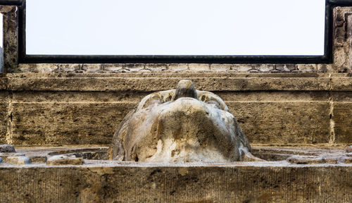 View of a horse against wall