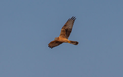 Low angle view of eagle flying in sky
