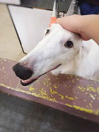 Close-up of dog on hand