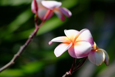 Close-up of frangipani blooming outdoors