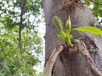 Close-up of plant growing on tree trunk