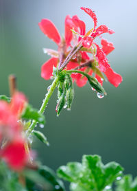 Close-up of wet red flowering plant