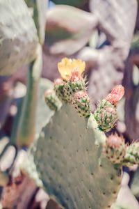 Close-up of succulent plant