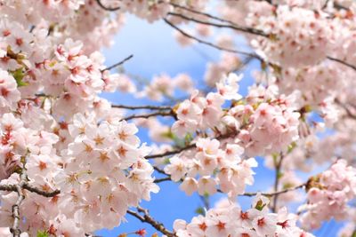 Low angle view of cherry blossoms in spring