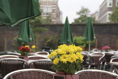 Close-up of yellow flowers on table