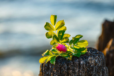 Close-up of yellow flowering plant