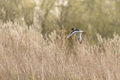 Bird on field