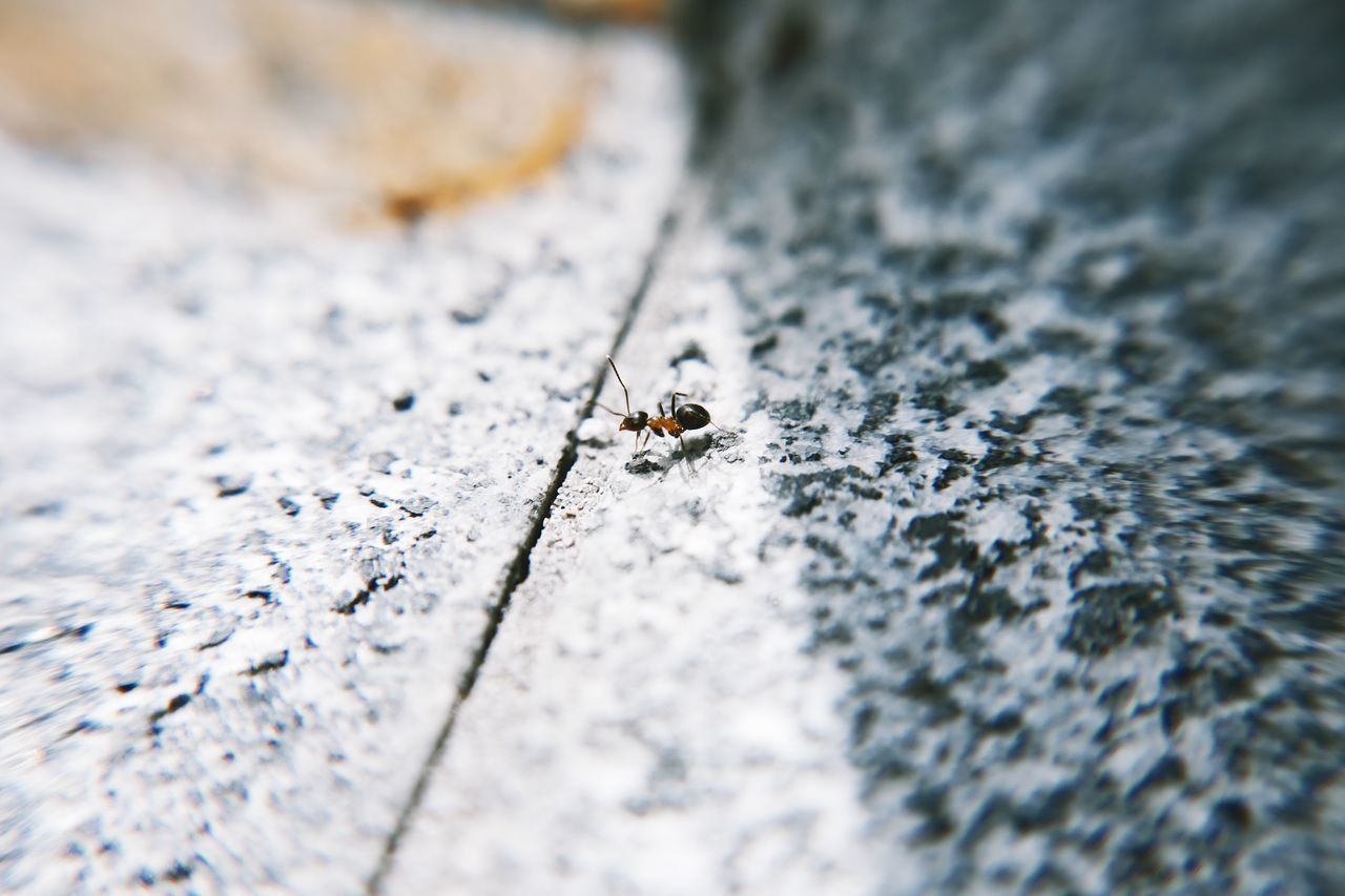 invertebrate, insect, selective focus, animal, animal themes, animals in the wild, animal wildlife, one animal, close-up, no people, day, textured, outdoors, nature, arthropod, zoology, solid, animal body part, wood - material, high angle view