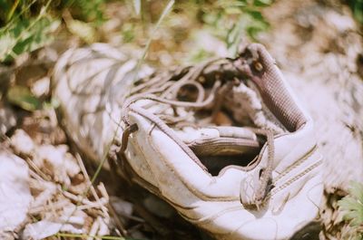 Close-up of lizard