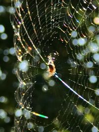 Close-up of spider on web