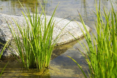 Grass growing in lake
