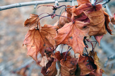 Close-up of dry maple leaves on tree