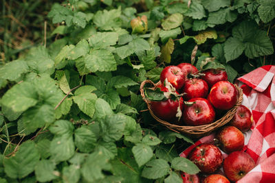 Close-up of apples on plant