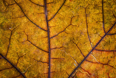 Full frame shot of autumn trees in forest