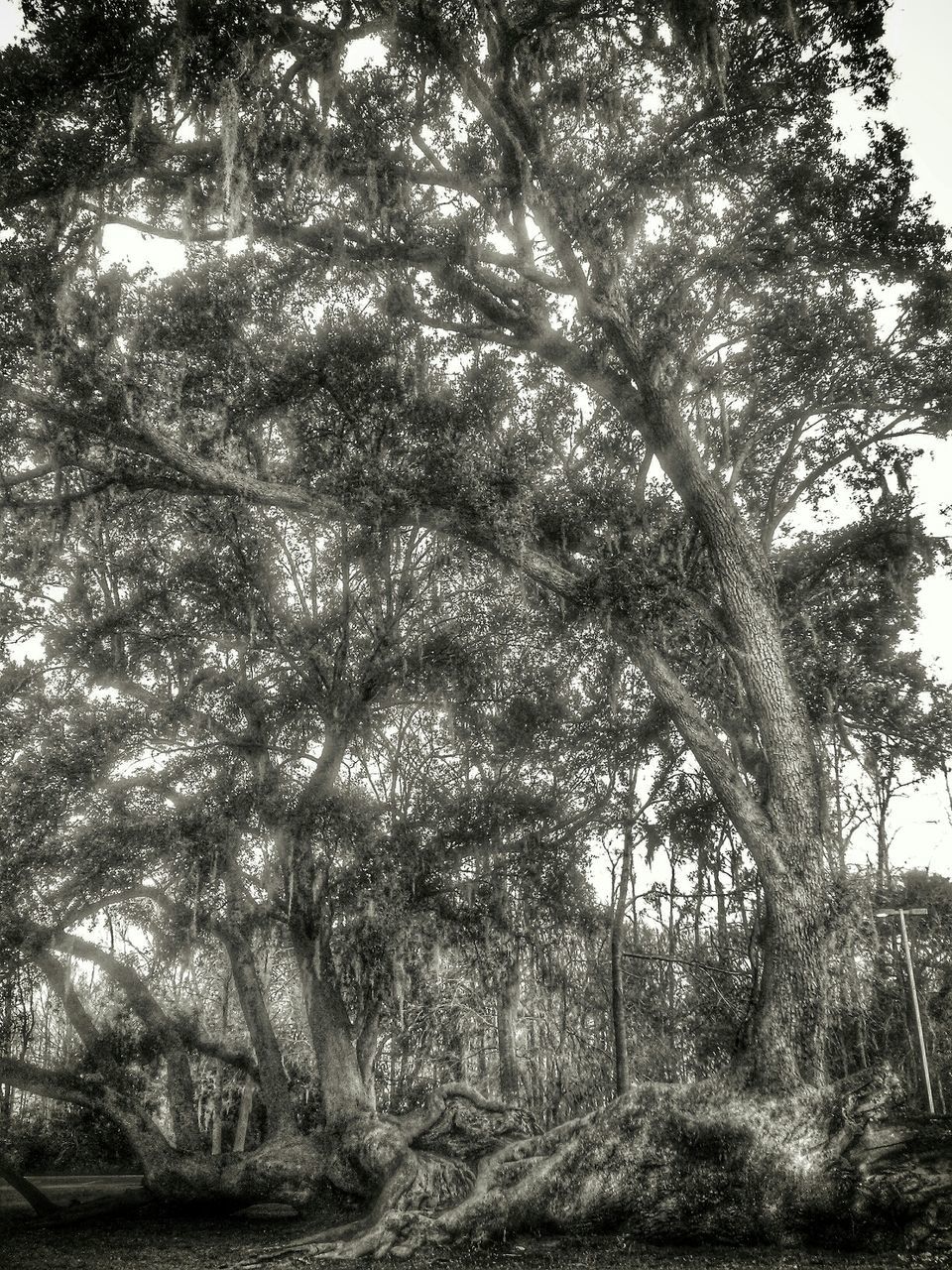 tree, tranquility, growth, tree trunk, branch, low angle view, nature, tranquil scene, forest, beauty in nature, sky, scenics, non-urban scene, day, woodland, sunlight, outdoors, landscape, no people, non urban scene