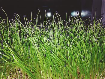 Plants growing on field at night