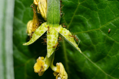 Close-up of grasshopper on plant