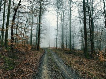 Road amidst trees in forest during autumn