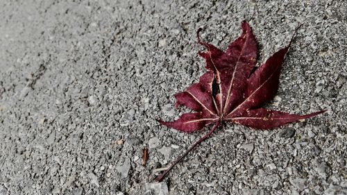 High angle view of dry maple leaf