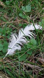 Close-up of feather on grass