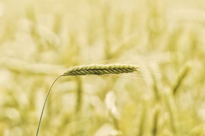 Crops growing on field