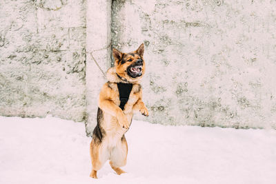 Dog on snow covered field