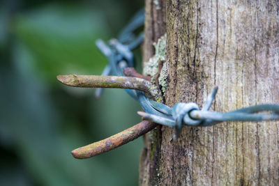 Close-up of rusty metal fence against tree trunk