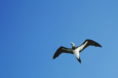 Low angle view of bird flying against clear blue sky