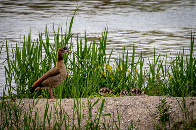 Family egyptian goose with its chicks in grass during spring. alopochen aegyptiaca in switzerland. 