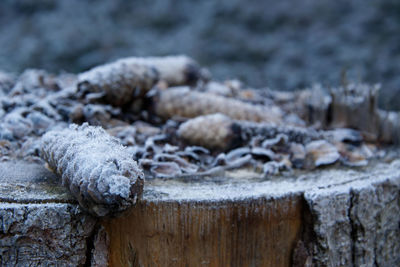 Close-up of mushrooms on wood