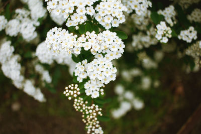 Close-up of white flowering plant in park