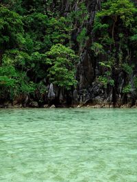 Scenic view of sea and trees