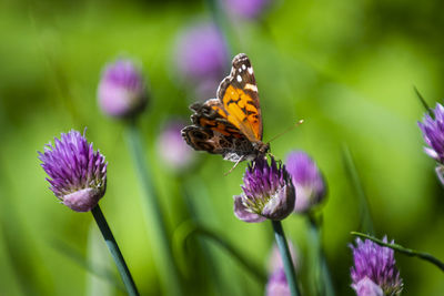 Close-up of butterfly pollinating on purple flower