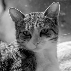 Close-up portrait of a cat