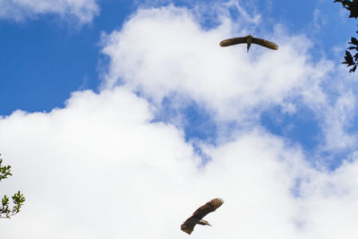 Low angle view of bird flying in sky