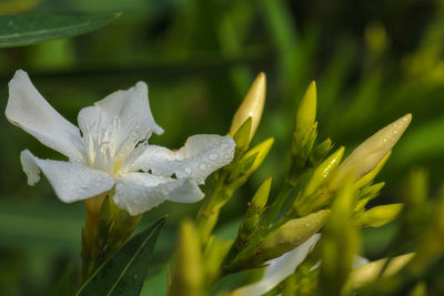 Close-up of wet flower plant