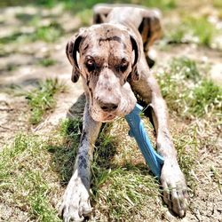 Portrait of a dog on field