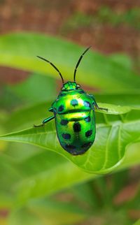 Close-up of insect on leaf