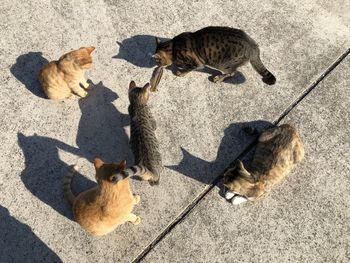 High angle view of cats