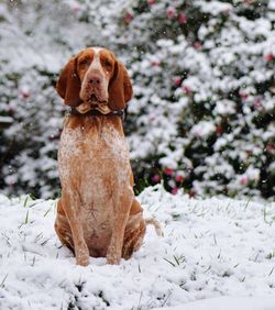 Portrait of dog on field during winter