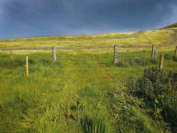 Scenic view of field against sky