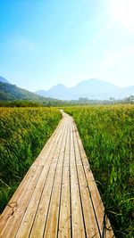 Boardwalk over plants against sky