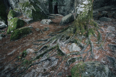 Trees in forest