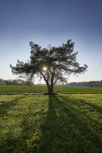 Trees on field against clear sky