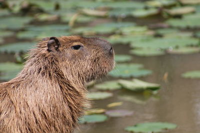 Close-up of beaver