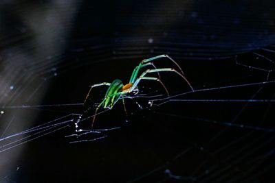 Close-up of spider