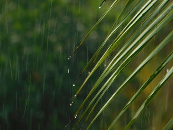 Close-up of wet plant