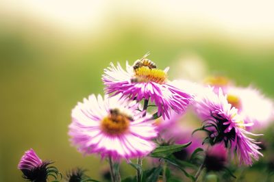 Bee pollinating on purple flower